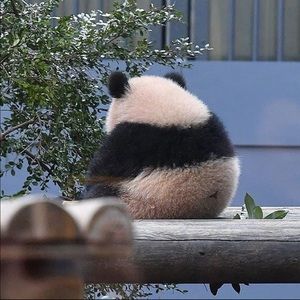 Meet your Posher, Roni